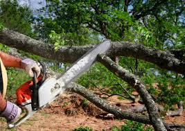 Lawn Renovation and Restoration in Las Lomas, CA